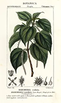 Nettle: False nettle, Boehmeria caudata