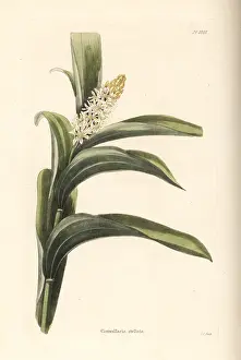 Stellata: False Solomon's seal, Maianthemum stellatum