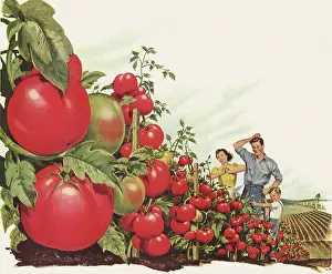 Husbandry: Family adores Tomatoes