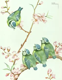 Hopking: A Family of Blue Tits