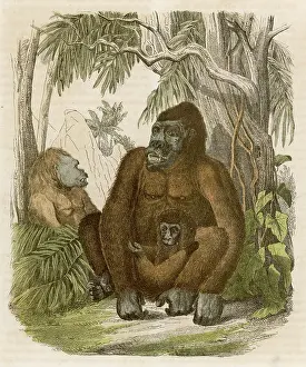 Gorillas: Family of gorillas