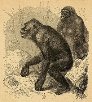 Gorillas: A FAMILY OF GORILLAS