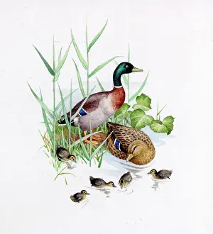 Familes: A Family of Mallard Ducks