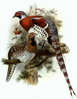 Pheasants: Family of Pheasants
