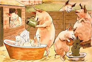 Piglets: Family of pigs bathing