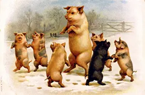 Footprints: Family of pigs dancing in the snow