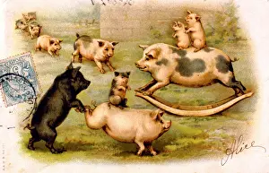 Piglets: Family of pigs playing in a field