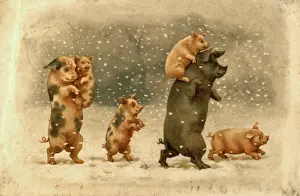 Piggyback: Family of pigs in the snow