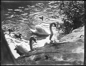 Cygnets: FAMILY OF SWANS