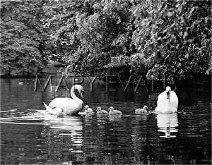 Cygnets: FAMILY OF SWANS