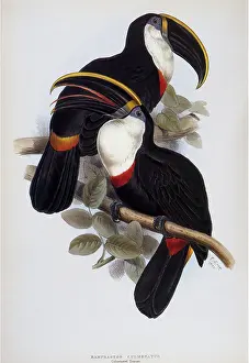 Bodied: Family of Toucans