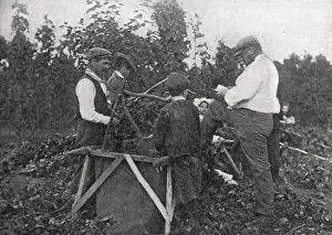 Tally: Family working in hop fields, Kent