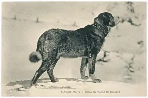 43rd: FAMOUS DOG BARRY