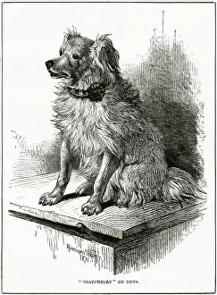 Rescuer: FAMOUS DOG SNATCHBURY
