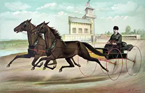 Nellie: The famous double trotting team, Sir Mohawk and Nellie Sonta