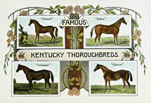 Thoroughbreds: Four famous Kentucky Thoroughbreds