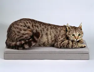 Stuffed: Famous stuffed Cat - Crimean Tom