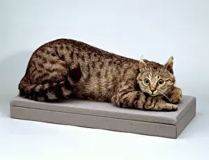 Stuffed: Famous stuffed Cat - Crimean Tom