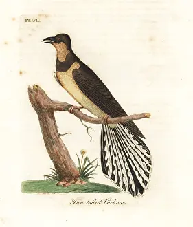 Cuculus: Fan-tailed cuckoo, Cacomantis flabelliformis