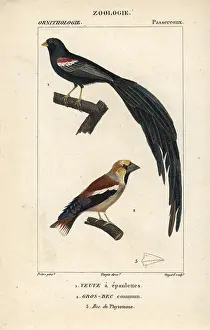 Guyard: Fan-tailed widowbird, Euplectes axillaris