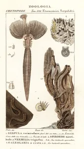 Ciliaris: Fan worm and other worms