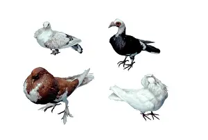 Pied: Fancy domestic pigeons
