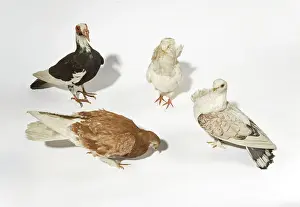Capuchin: Fancy domestic pigeons