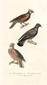 Steel Engraving: Fancy pigeon breeds