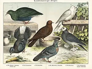 Tumbler: Fancy pigeon types and Nicobar pigeon