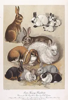 Rabbits: Our Fancy Rabbits