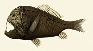 Cornuta: Fangtooth, Anoplogaster cornuta