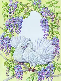 Wisteria: Two Fantail Pigeons and Wisteria
