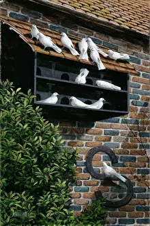 Dovecote: Fantails on a Dovecote