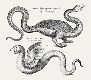 1650s: Two Fantastic Dragons