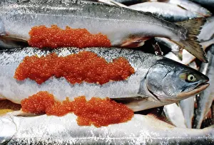 Sakhalin: Far eastern salmon, 1983