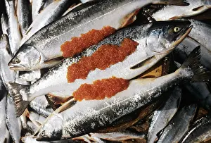 Sakhalin: Far eastern salmon, 1983