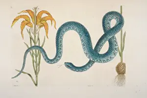 Colubrid: Farancia sp. mud snake