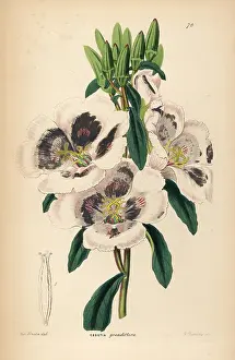 Grandiflora: Farewell to spring, Clarkia amoena subsp. lindleyi