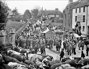 Salutation: Faringdon Cattle Market