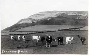 Cows: Farleton Knott, Cumbria