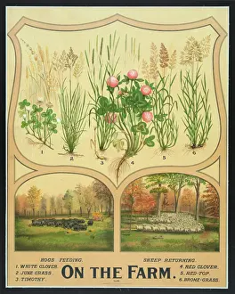 C1904: On the farm