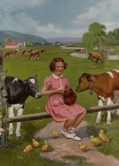 Calves: Farm Animals