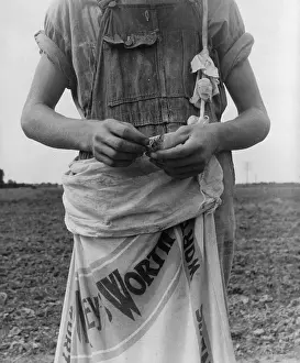 Picked: Farm boy with sack full of boll weevils which he has picked