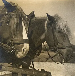 The Kathy Butler Collection: Two farm horses