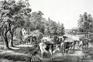Wheat: Farm life in summer: The cooling stream