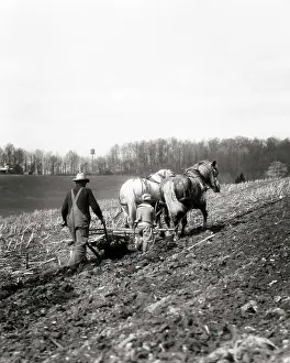 Harnessed: Farm Man Boy walking Along Breaking Clods Anonymous