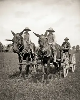 Harnesses: Farm Wagon Pulled by Two Mules