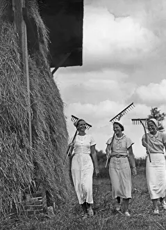 Harvester: Farm work in Germany, 1930s