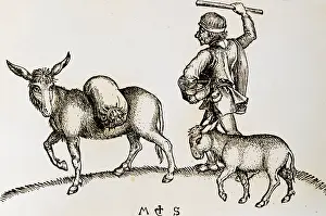 Irca: Farm worker driving donkey to mill