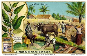 Fieldwork: Farm worker harvesting jute